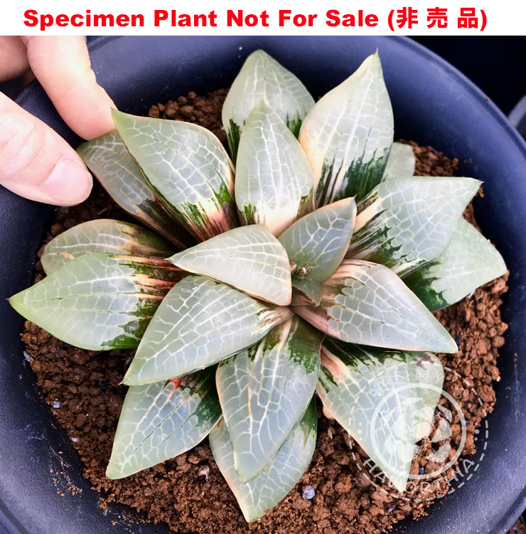SE-693 H. sprinpto varie XL, 10 seeds, 2025