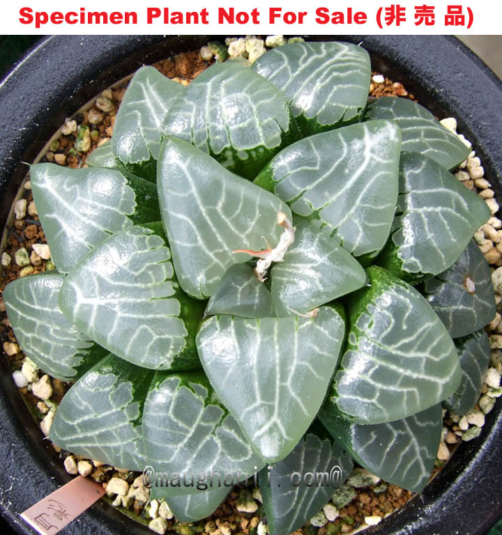 Hyb-556 H. hyb 'Tsukikage', 10 seeds, 2025
