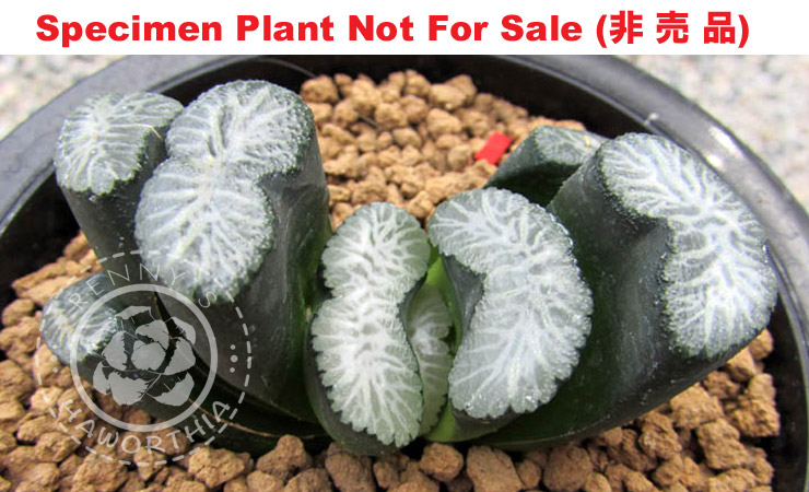 TM-801 H. truncata 'Hokkyokusei', 10 seeds, 2025