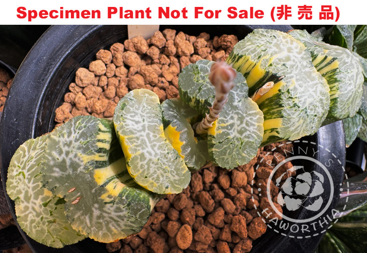 SE-696 H. truncata 'Hokusai' variegate, 10 seeds, 2025