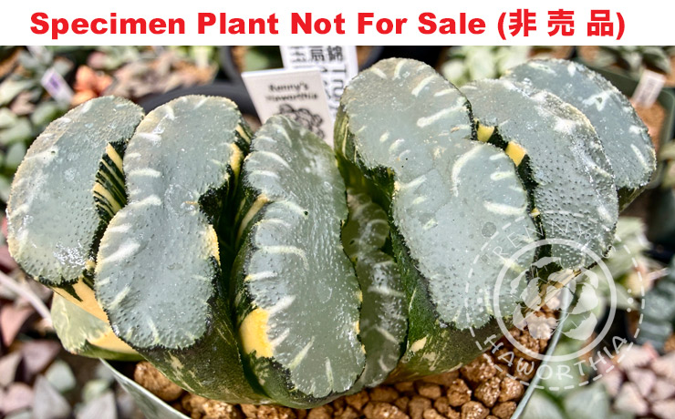 SE-1103 H. truncata 'No.04 April 25', 10 seeds, 2025