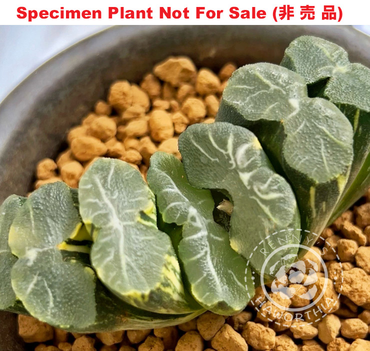 SE-1101 H. truncata 'RS073-2014' variegate, 10 seeds, 2025