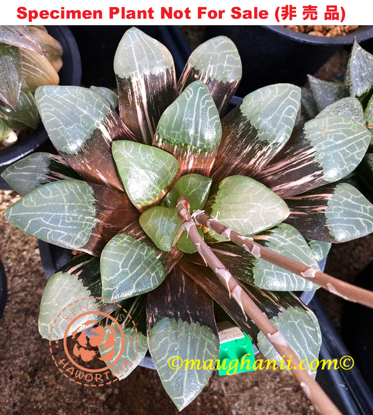 SE-675 H. correcta 'Jupiter' No.70 variegate, 10 seeds, 2025