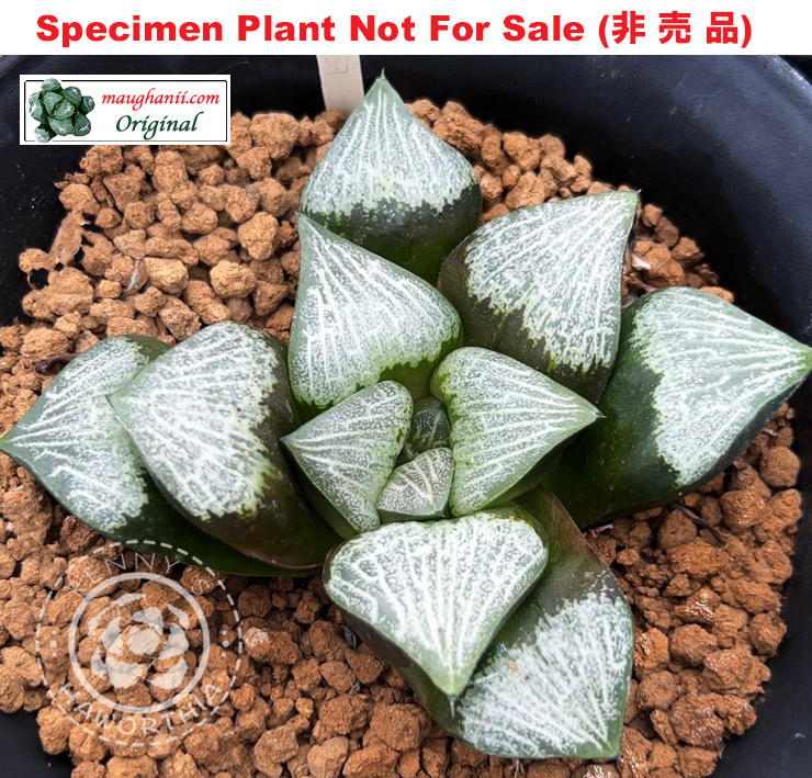 Hyb-237 H. hyb marxii hyb, 10 seeds, 2025