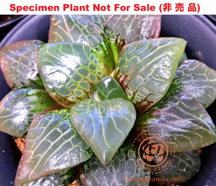Hyb-450 H. comcore 'Rainbow Lotus', 10 seeds, 2025 Hyb-450 H. comcore 'Rainbow Lotus', 10 seeds, 2025