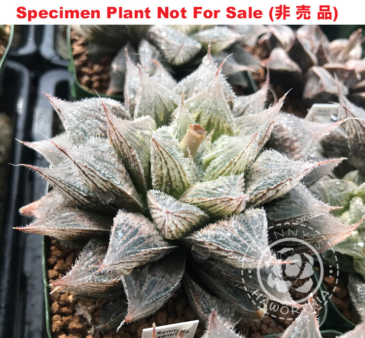 Hyb-912 H. venusta hyb, 10 seeds, 2025