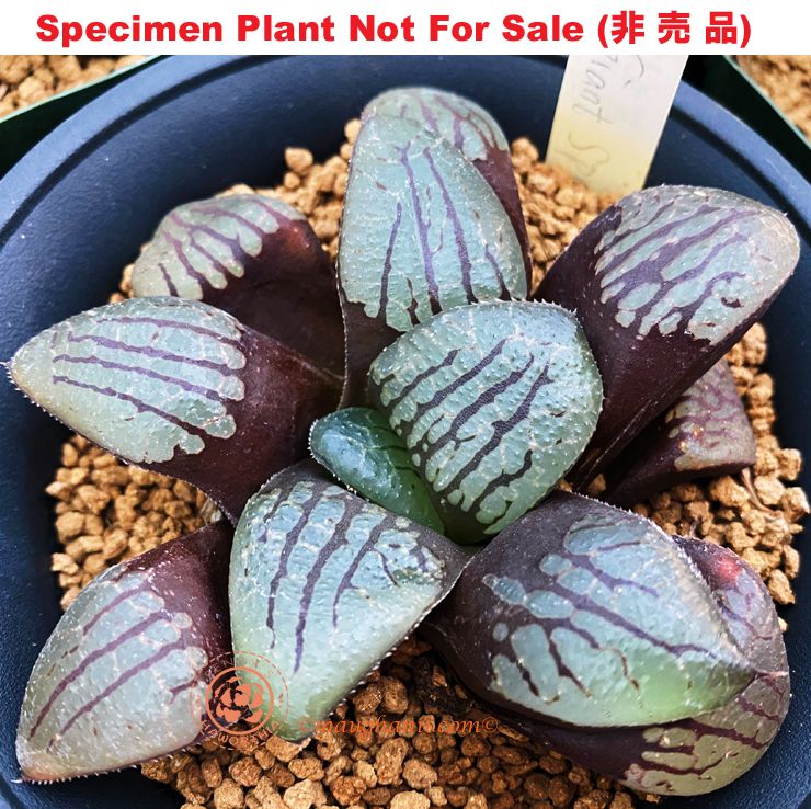 Hyb-469 H. hyb 'Big Spring', 10 seeds, 2025 Hyb-469 H. hyb 'Big Spring', 10 seeds, 2025