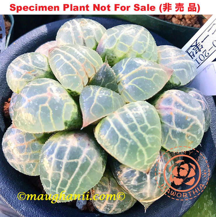 Hyb-467 H. cv 'Jello', 10 seeds, 2025 Hyb-467 H. cv 'Jello', 10 seeds, 2025