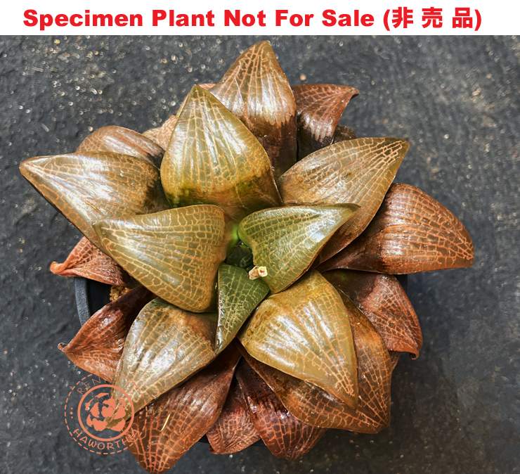 Hyb-562 H. hyb 'Tesselata x Compto', 10 seeds, 2025
