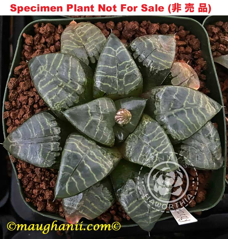 Hyb-414 H. hyb 'Lady's Finger', 10 seeds, 2025
