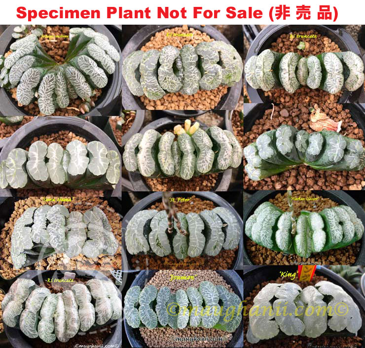TM-1001 H. truncata mix, 10 seeds, 2025