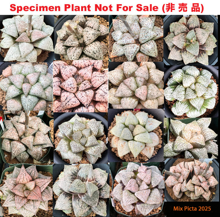 Hyb-1002 H. picta mix selection, 100 seeds, 2025