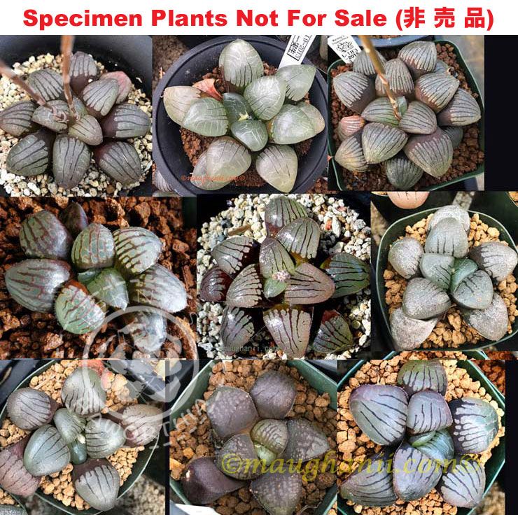 Hyb-1010 H. springbok mix selection, 20 seeds, 2025