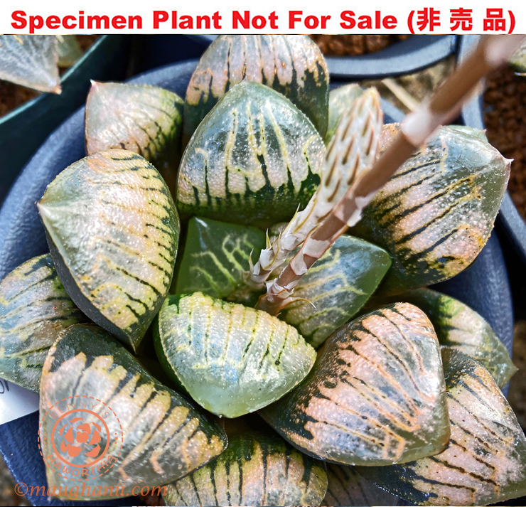 Hyb-228 H. hyb 'Aurora', 10 seeds, 2026
