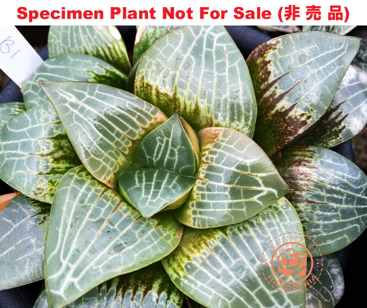 Hyb-349 H. comcore 'B1', 10 seeds, 2026 Hyb-349 H. comcore 'B1', 10 seeds, 2026