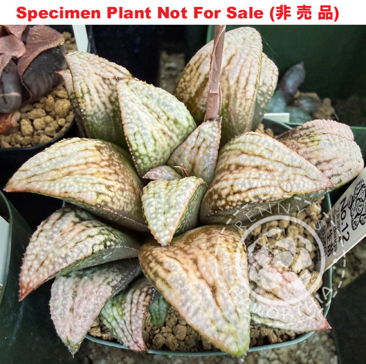 Hyb-306 H. hybrid 'Neptune Ring' x tesselata, 10 seeds, 2026