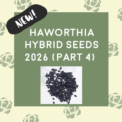 H. hybrid Seeds 2026 (Part 4) H. hybrid Seeds 2026 (Part 4)