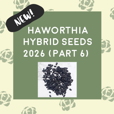 H. hybrid Seeds 2026 (Part 6) H. hybrid Seeds 2026 (Part 6)