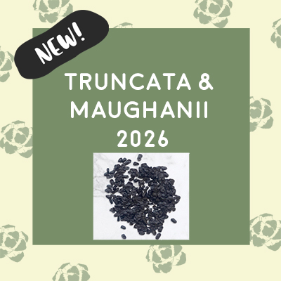 Truncata and Maughanii 2026 Truncata and Maughanii 2026