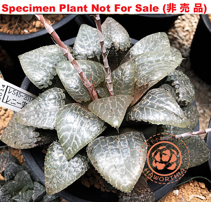 Hyb-241 H. hyb 'RS545-2014', 10 seeds, 2026