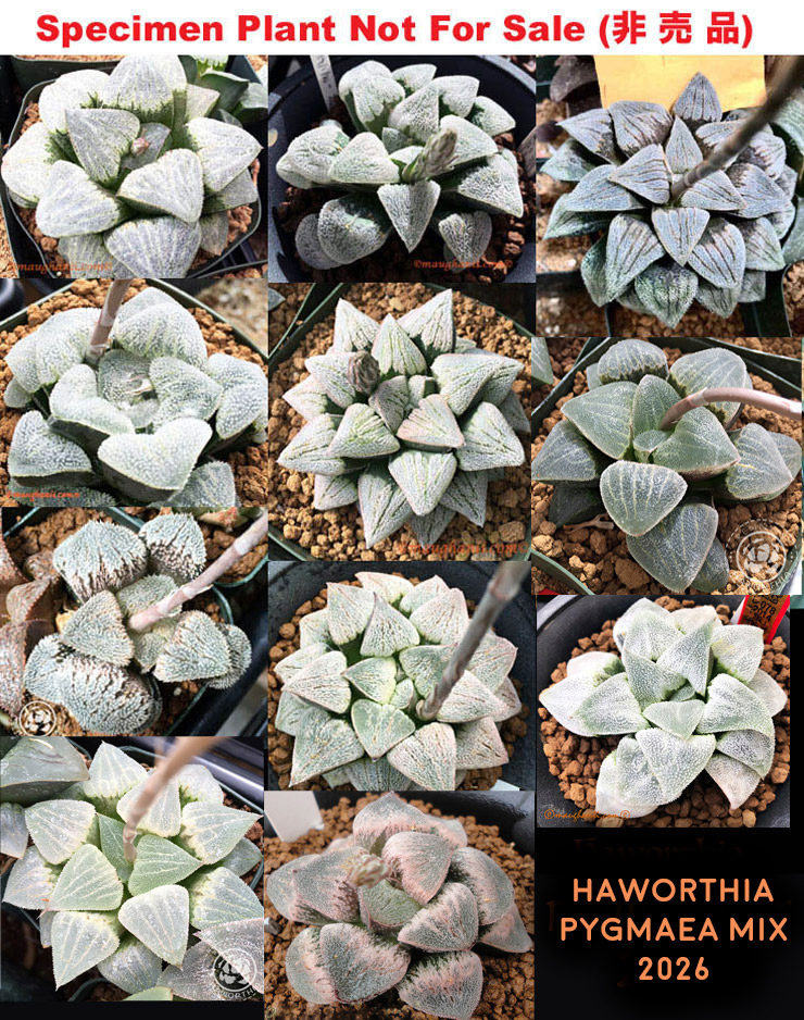 Hyb-1008 H. pygmaea mix selection, 20 seeds, 2026