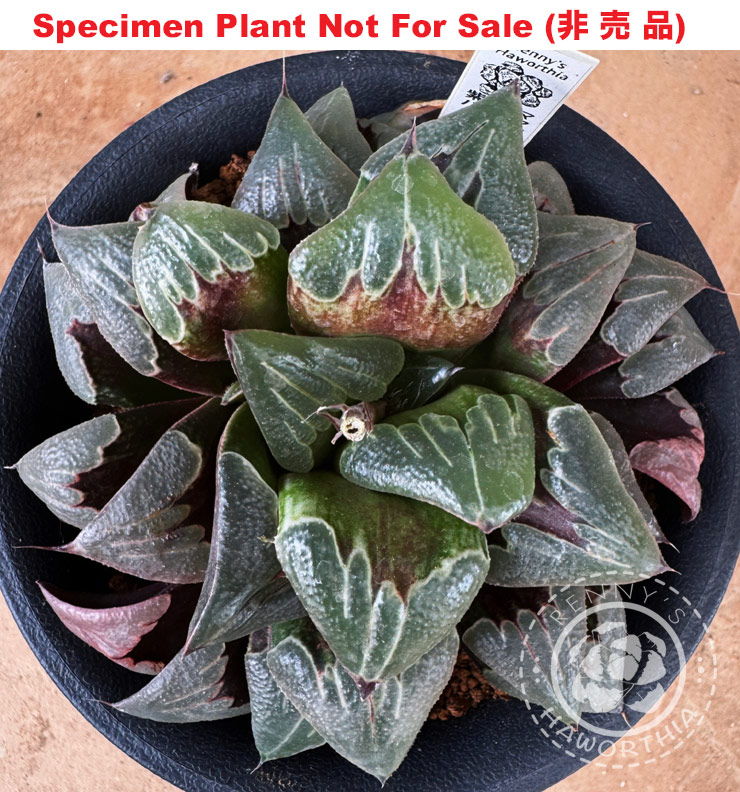Hyb-508 H. badia 'Murasaki', 10 seeds, 2026