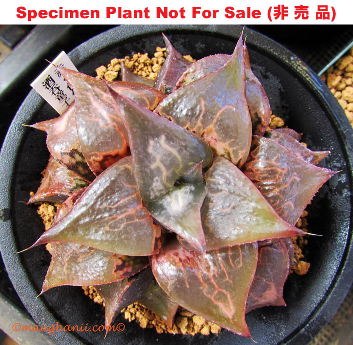 Hyb-397 H. badia 'Shutendouji A', 10 seeds, 2026 Hyb-397 H. badia 'Shutendouji A', 10 seeds, 2026