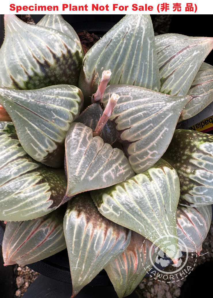 Hyb-609 H. badia hybrid 6/15, 10 seeds, 2026