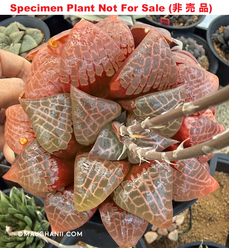 Hyb-249 H. comcore 'Big Box', 10 seeds, 2026