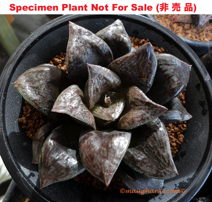 Hyb-526 H. hybrid 'Black Form', 10 seeds, 2026