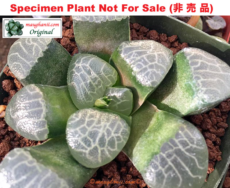 Hyb-341 H. correcta 'Musashi', 10 seeds, 2026 Hyb-341 H. correcta 'Musashi', 10 seeds, 2026
