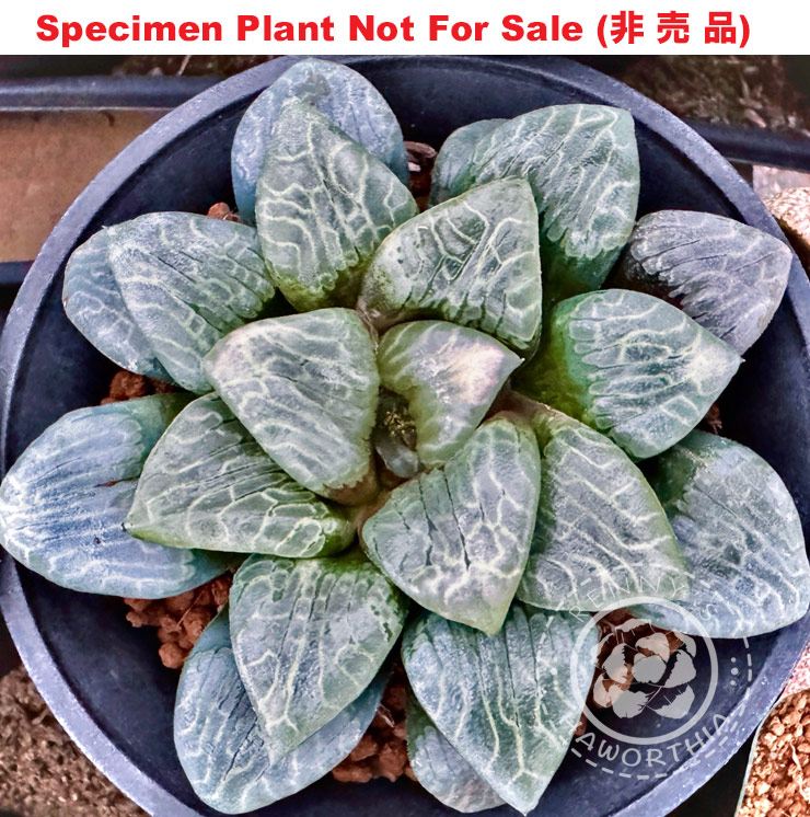 Hyb-347 H. comcore 'Blue', 10 seeds, 2026 Hyb-347 H. comcore 'Blue', 10 seeds, 2026