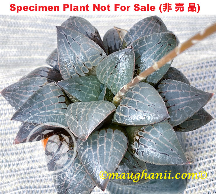Hyb-514 H. comcore 'Blue Leaves', 10 seeds, 2026