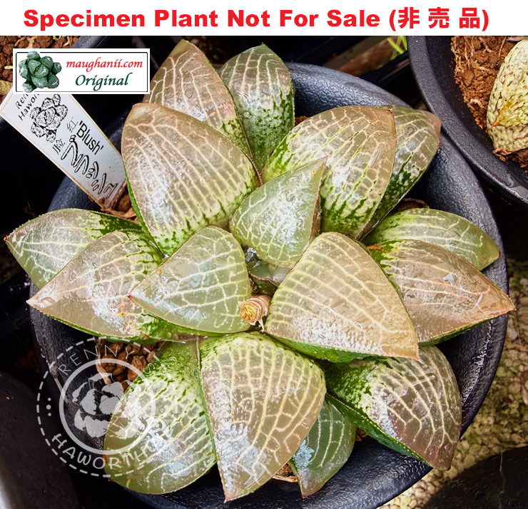 Hyb-322 H. comcore 'Blush', 10 seeds, 2026 Hyb-322 H. comcore 'Blush', 10 seeds, 2026