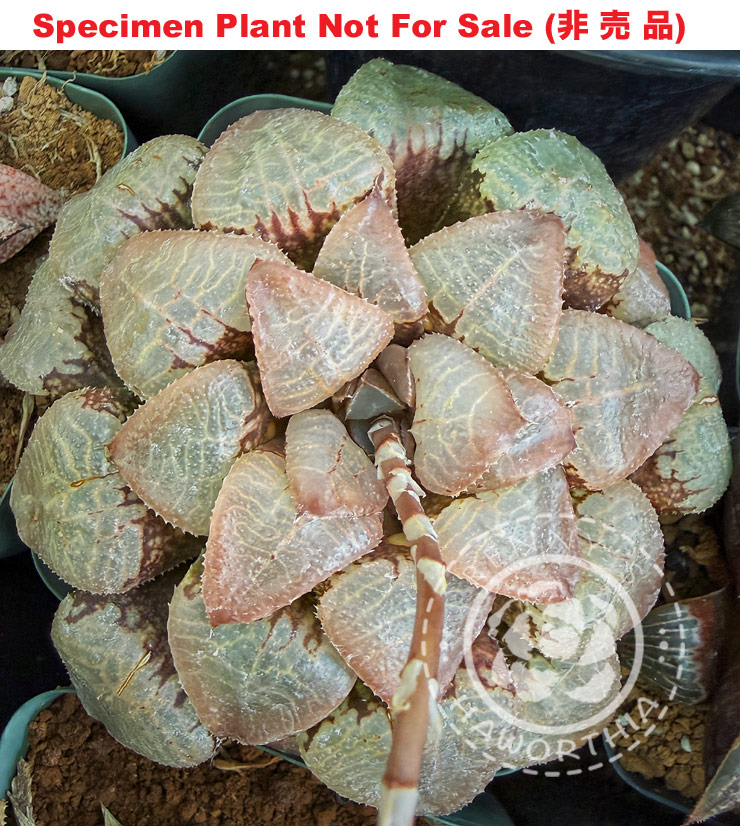 Hyb-500 H. comcore 'Duane', 10 seeds, 2026 Hyb-500 H. comcore 'Duane', 10 seeds, 2026
