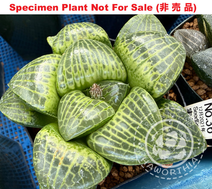 Hyb-603 H. hybrid 'Gold Green' (No.36 12月2021年), 10 seeds, 2026