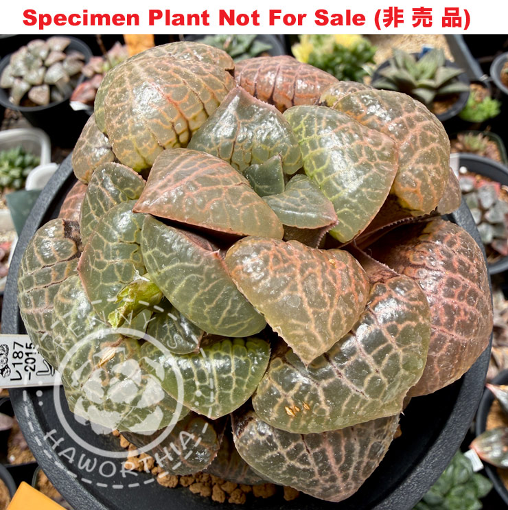 Hyb-607 H. comcore 'RS187-2015', 10 seeds, 2026