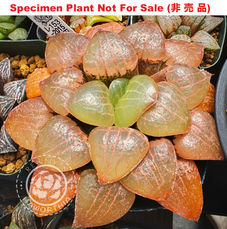 Hyb-412 H. comcore 'RS153-2015', 10 seeds, 2026
