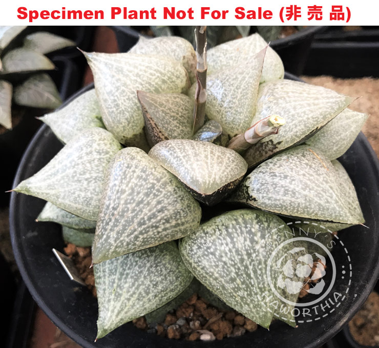 Hyb-448 H. comcore 'Swan Lake' (RS503-2014), 10 seeds, 2026 Hyb-448 H. comcore 'Swan Lake' (RS503-2014), 10 seeds, 2026