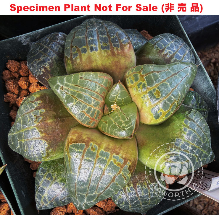 Hyb-315 H. comcore 'RS569-2014', 10 seeds, 2026