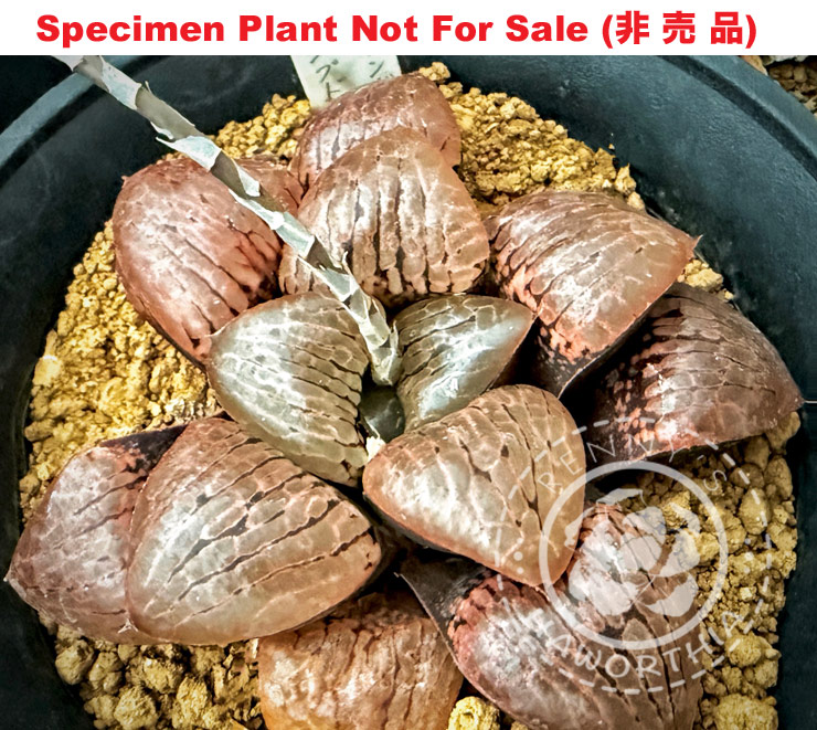 Hyb-431 H. hyb 'Zaramado spring' x 'N-Suishou', 10 seeds, 2026 Hyb-431 H. hyb 'Zaramado spring' x 'N-Suishou', 10 seeds, 2026