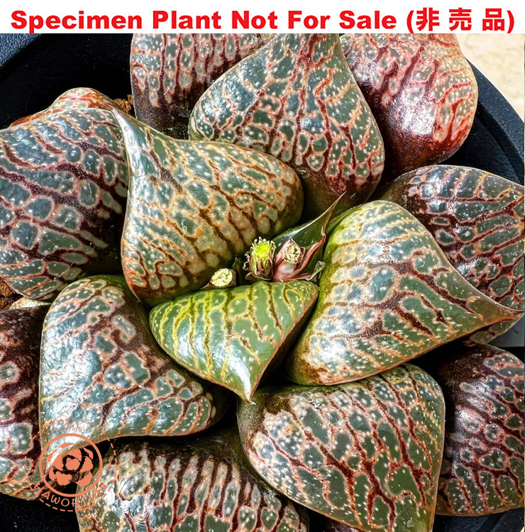 Hyb-380 H. compto 'Charming', 10 seeds, 2026 Hyb-380 H. compto 'Charming', 10 seeds, 2026