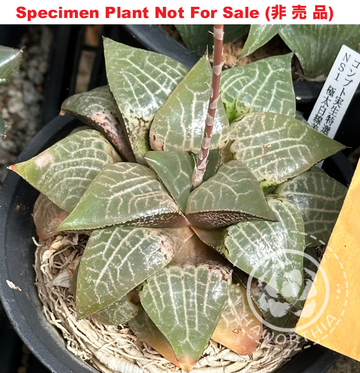 Hyb-504 H. compto 'Gokubuto Hakusen' Sdlg NS-1, 10 seeds, 2026