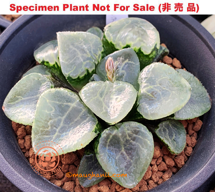Hyb-582 H. compto 'Ikeda Glass', 10 seeds, 2026 Hyb-582 H. compto 'Ikeda Glass', 10 seeds, 2026