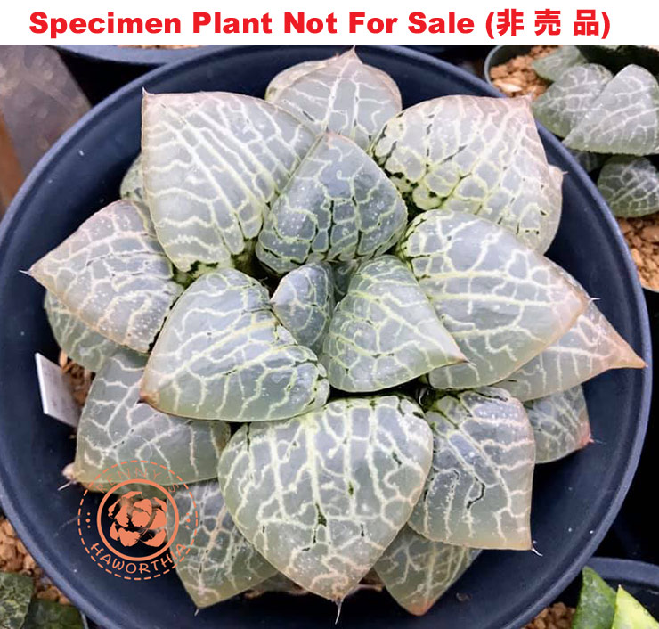 Hyb-393 H. comcore 'N-Suishou', 10 seeds, 2026 Hyb-393 H. comcore 'N-Suishou', 10 seeds, 2026