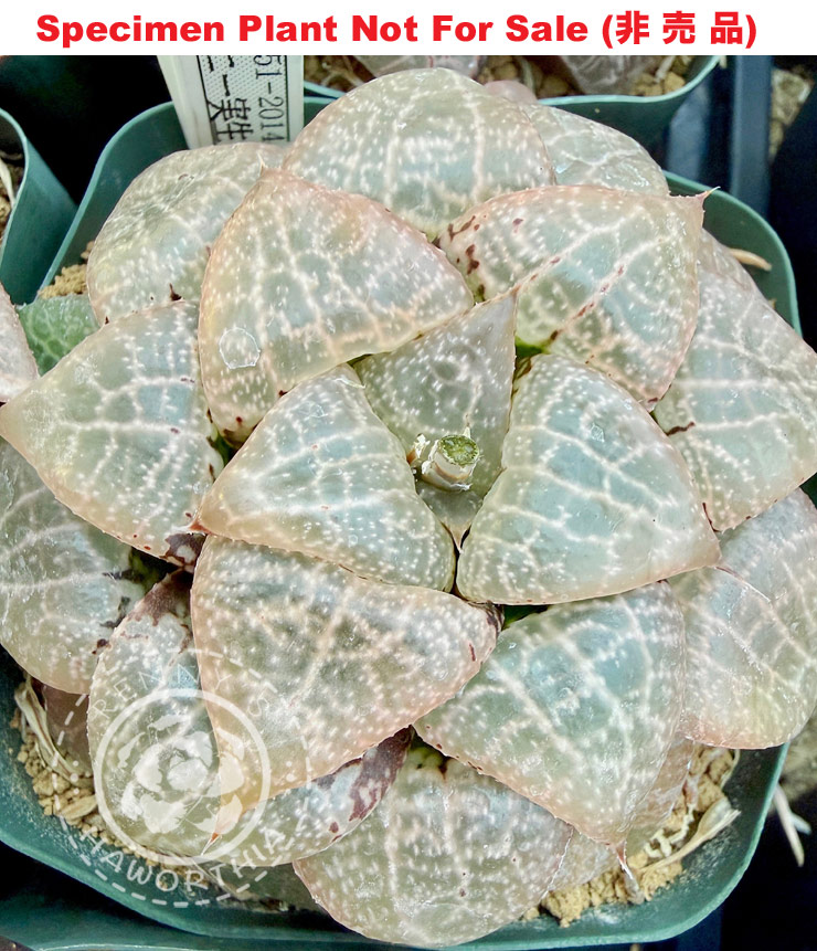 Hyb-414 H. comcore 'RS551-2014', 10 seeds, 2026