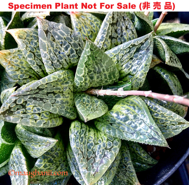 Hyb-614 H. hybrid 'Sakuhin compto', 10 seeds, 2026