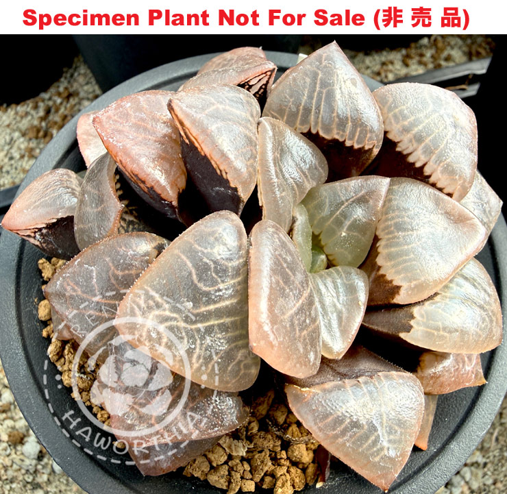 Hyb-597 H. comptoniana 'Uramado', 10 seeds, 2026 Hyb-597 H. comptoniana 'Uramado', 10 seeds, 2026