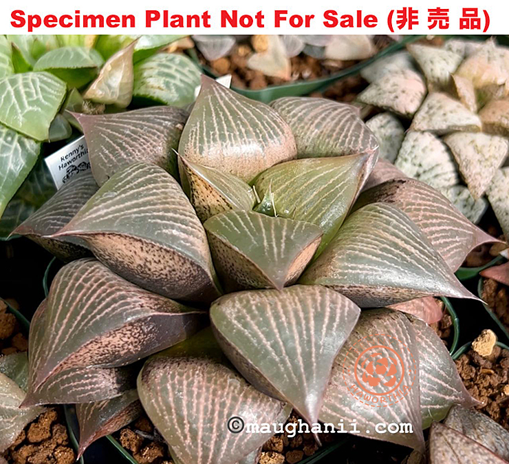 Hyb-323 H. hyb 'White Tiger', 10 seeds, 2026 Hyb-323 H. hyb 'White Tiger', 10 seeds, 2026