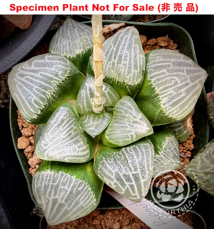 Hyb-293 H. correcta 'Beauty', 10 seeds, 2026